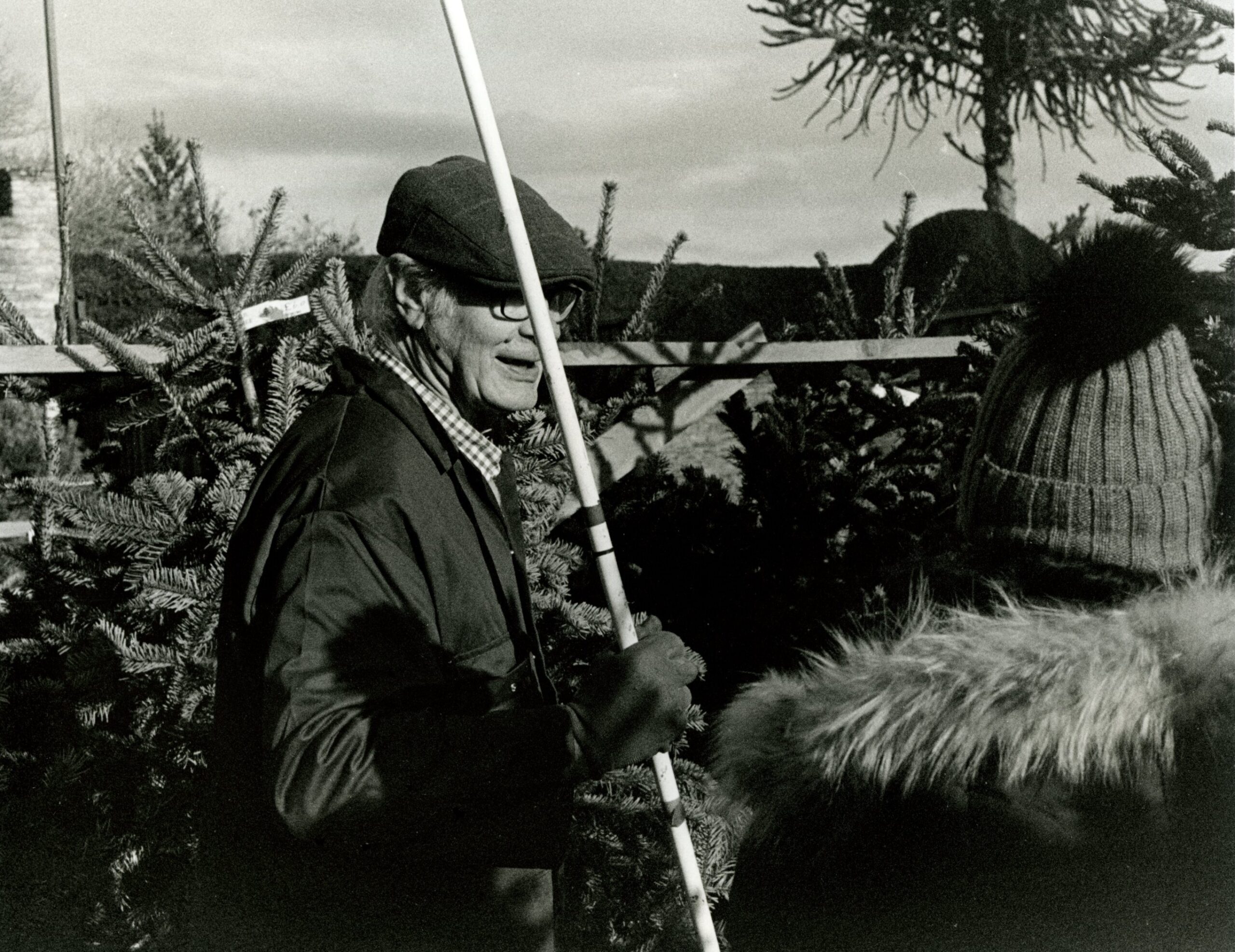 John Ellis -Christmas tree farmer, with  measuring stick