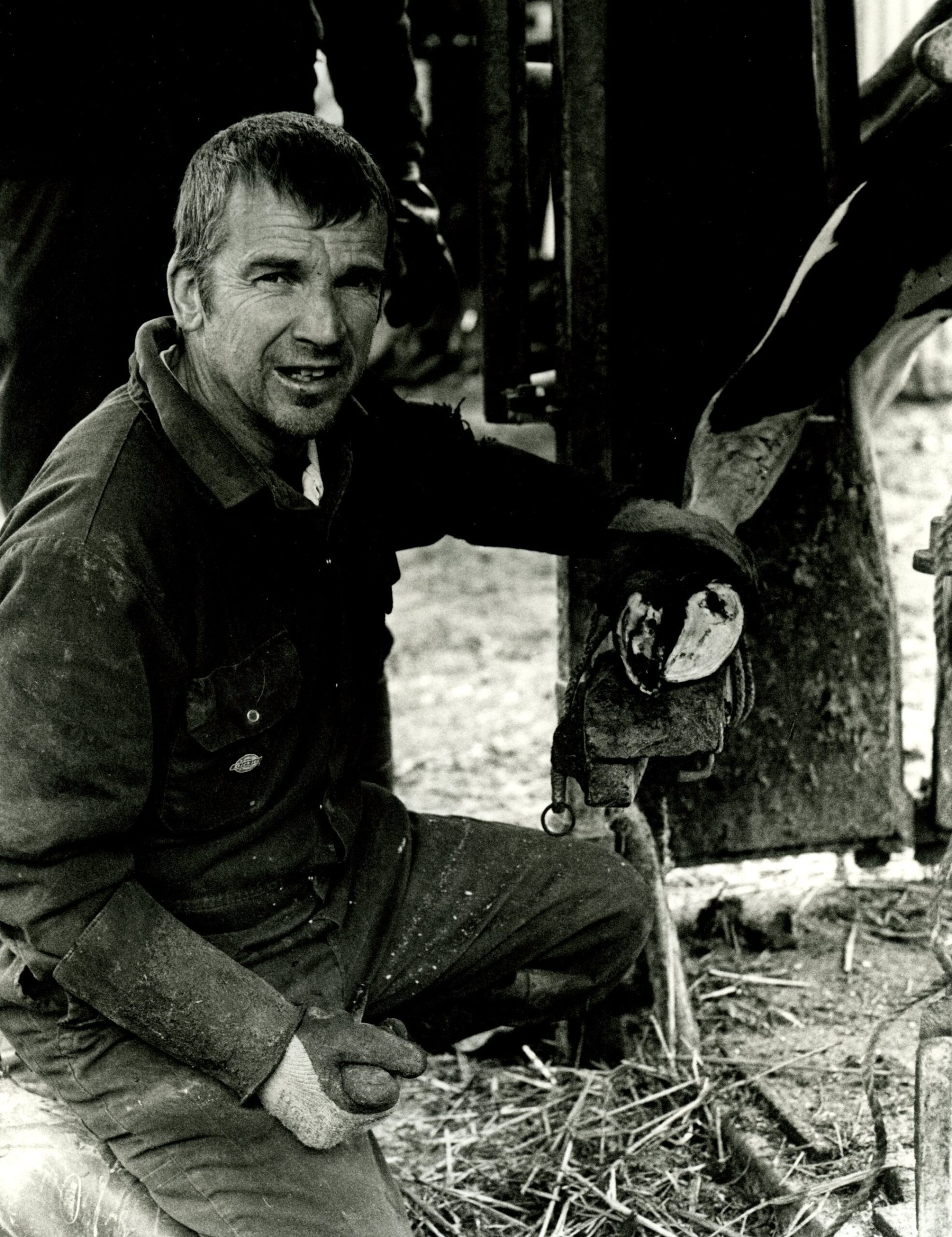 Nigel Warren - removing stone from cow's hoof