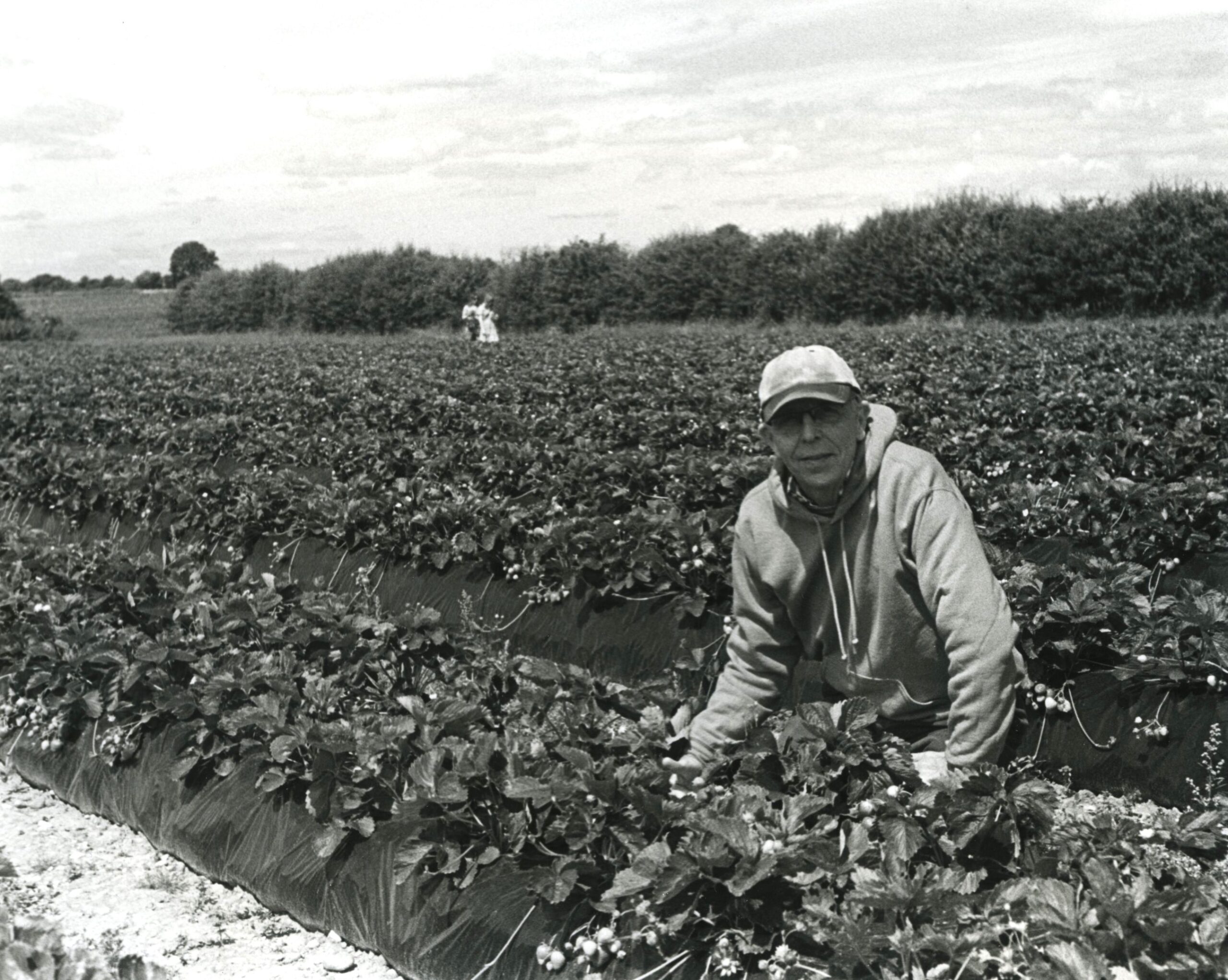 Mark Hodkinson, soft fruit grower, nr Southwell, Notts